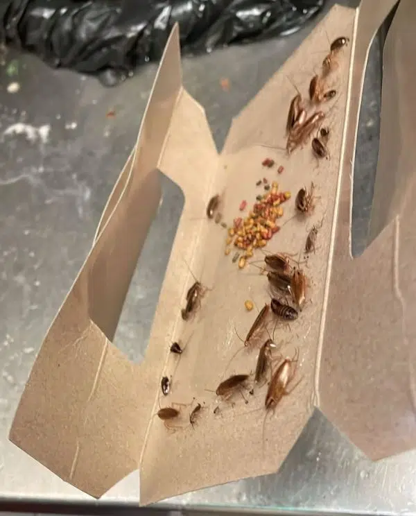 anti cafard piège pro