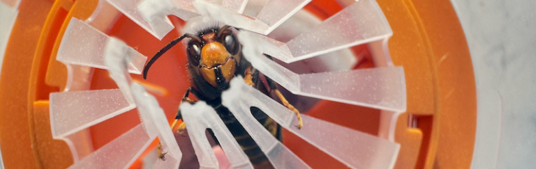 Frelon asiatique Vespa velutina