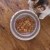 EcoBowl Protect gamelle anti fourmis chat et petit chien gamelle anti fourmis chat chien barriere eau ecobowl protect vue dessus avec le chat