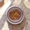 EcoBowl Protect gamelle anti fourmis sur la terasse Gamelle pour animaux posée sur une terrasse extérieure, utilisée pour l’alimentation du chien ou du chat