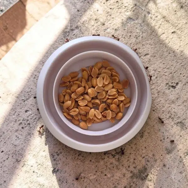 EcoBowl Protect gamelle anti fourmis sur la terasse Gamelle pour animaux posée sur une terrasse extérieure, utilisée pour l’alimentation du chien ou du chat