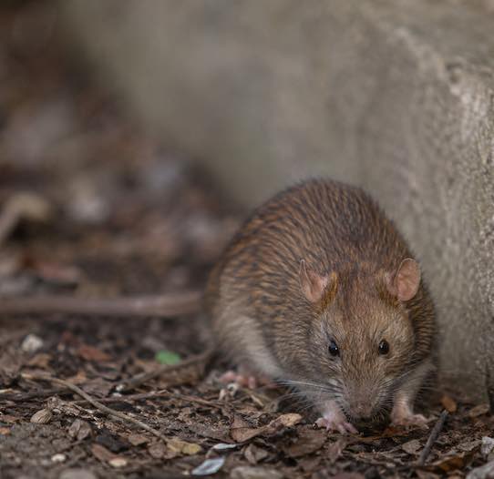 pourquoi y a-t-il plus de rats en ce moment avec le changement climatique et le risque de hantavirus